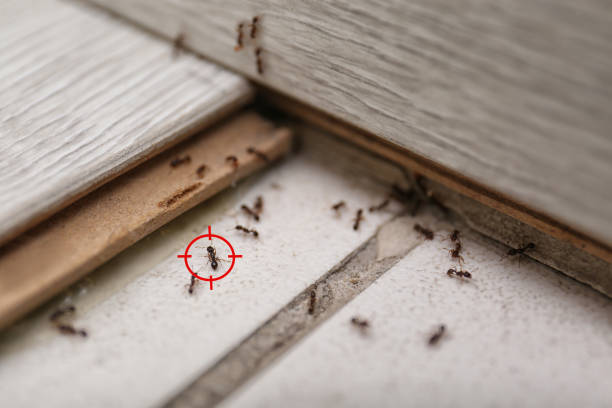 Best Wasp Removal Services  in Dranesville, VA
